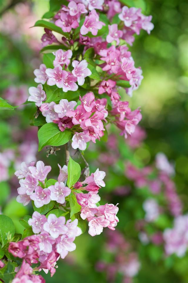 Weigela flowers