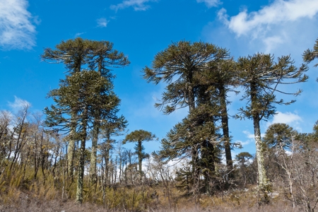 Tall Monkey Puzzle trees