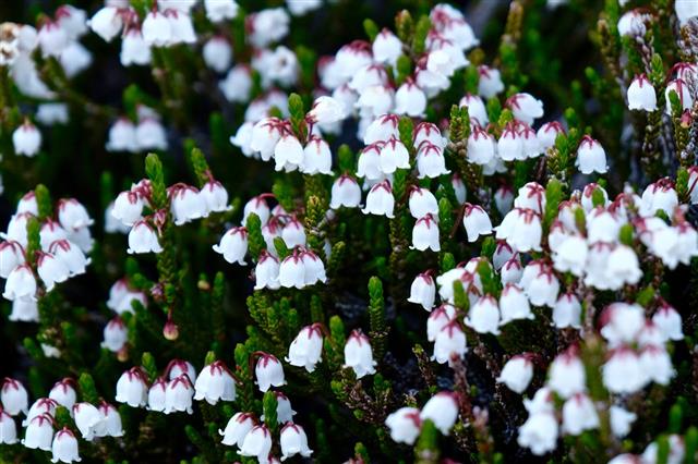 White Alpine Heather Wild Flowers