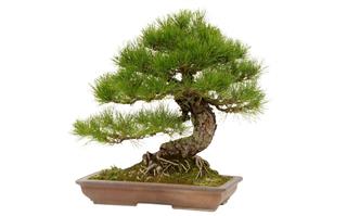 Japanese black pine in ceramic pot