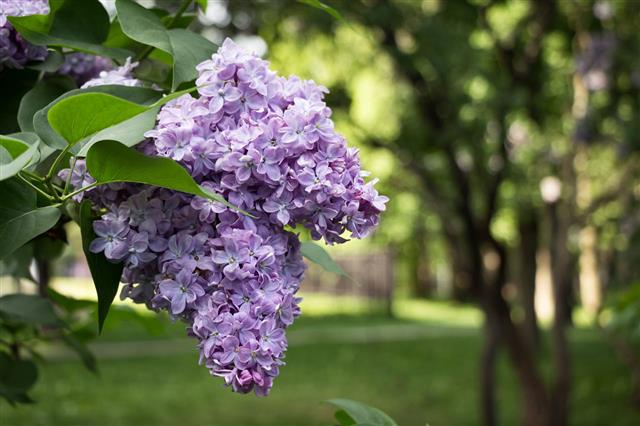 Lilac Flowering Lilac Bush Bloom