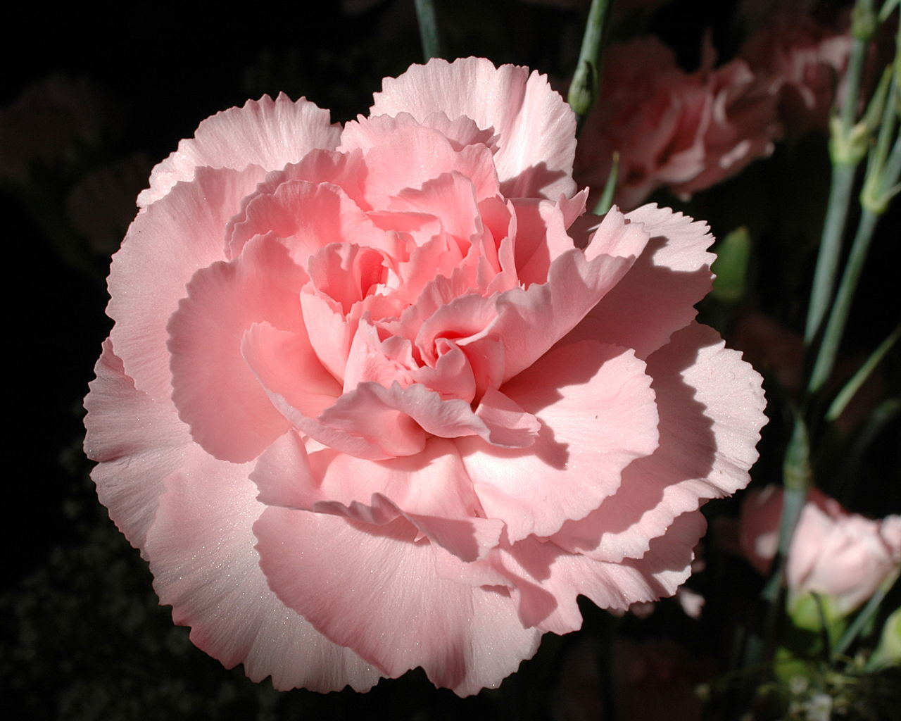 Carnation