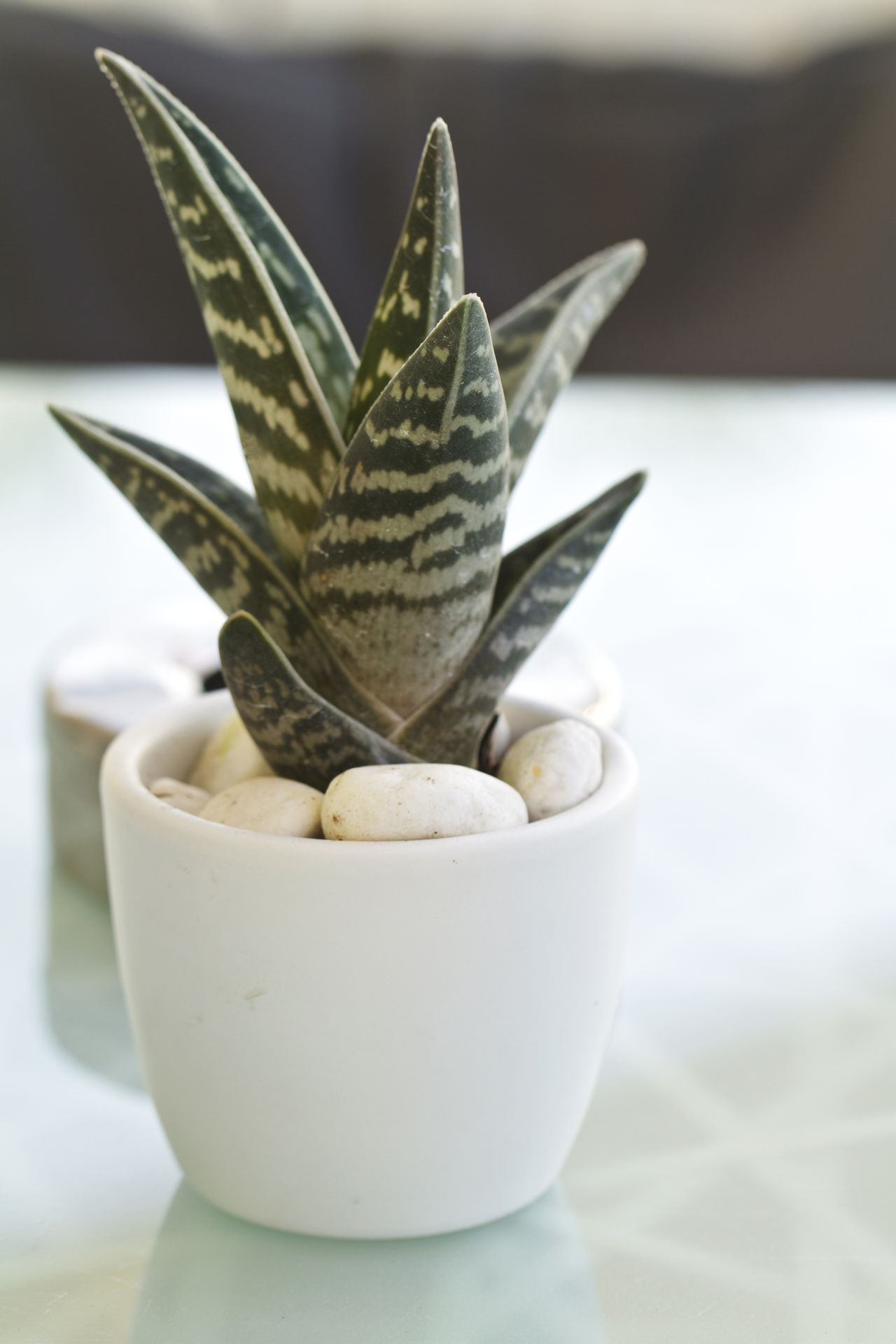 House Plant