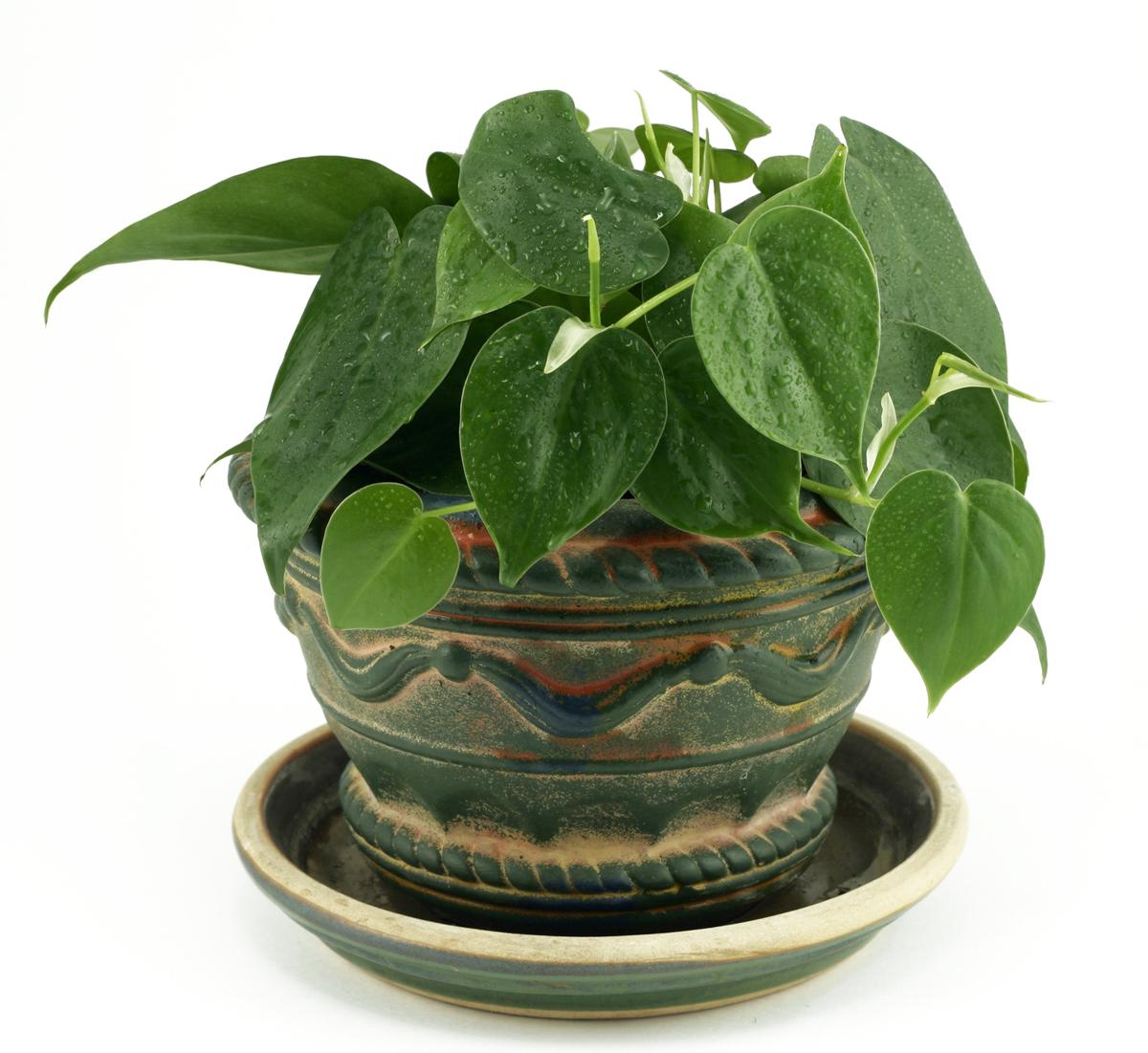 Philodendron Houseplant on White Background