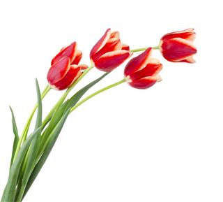 Beautiful Bouquet Of Tulips