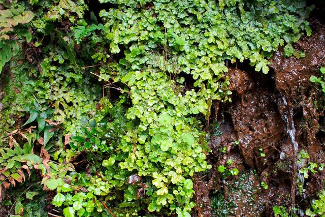 Moss, lichen and liverwort growing on the rock