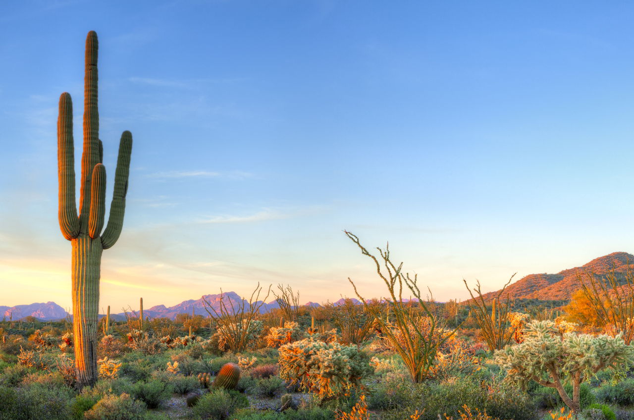Saguaro