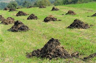 Manure fertilizer