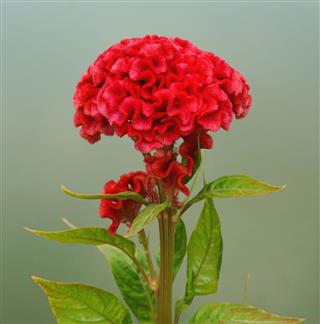 Red Cockscomb Flower
