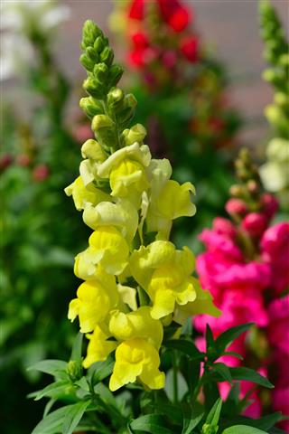 Snapdragon