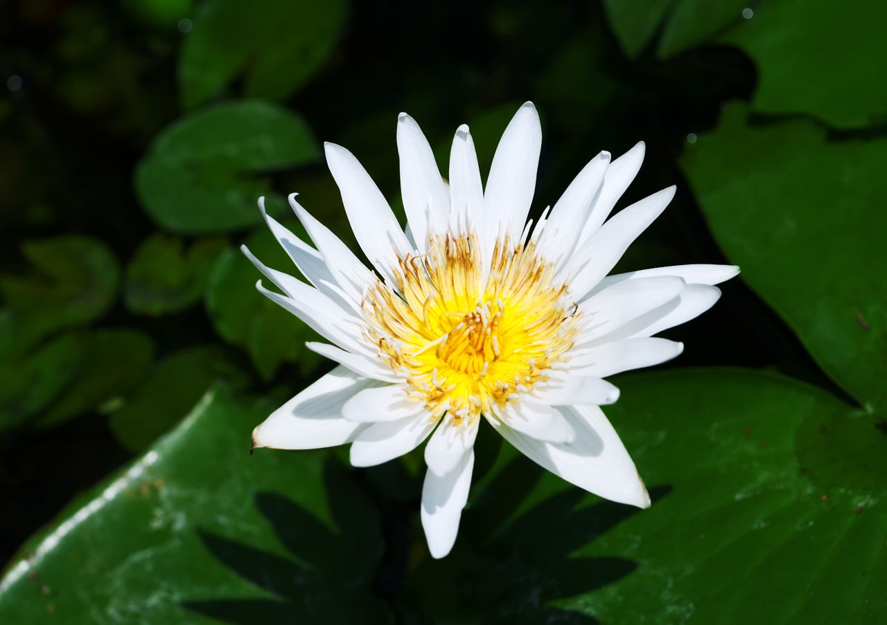 White Lotus
