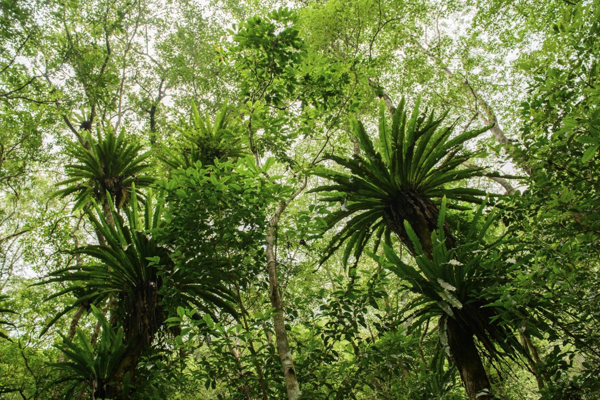 Epiphytes in a tropical rainforest
