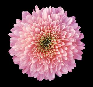 Chrysanthemum Garden Flowers