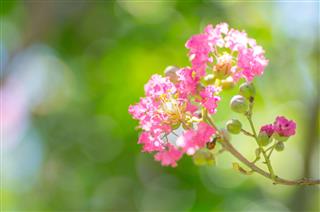 Crape Myrtle Flower