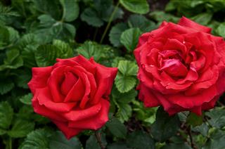 Red Roses