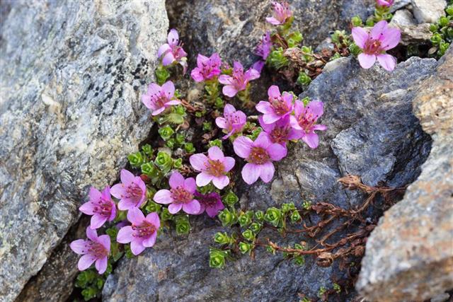 Alpine flower Saxifraga Oppositifolia, Aosta valley, Italy