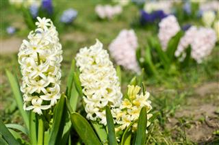 Light Yellow Hyacinth Flowers