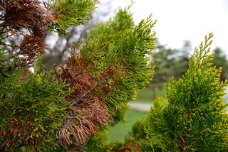 fresh and old arborvitae leaves