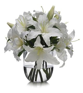 Casablanca Lilies