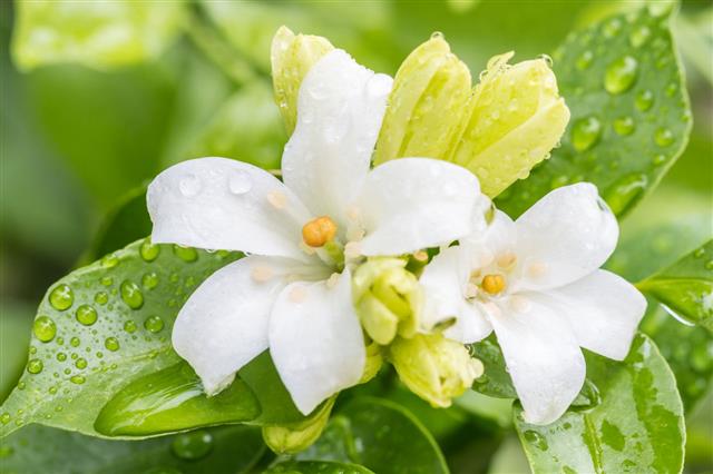 White Flower Orange Jasmine Flowers