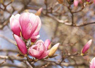 Magnolia Tree Blossom