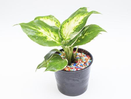 Dumb Cane