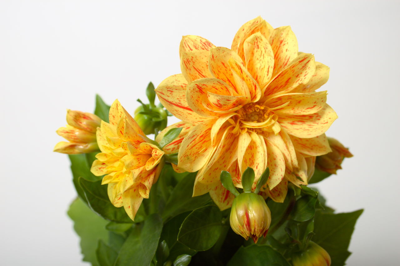 Yellow Dahlia