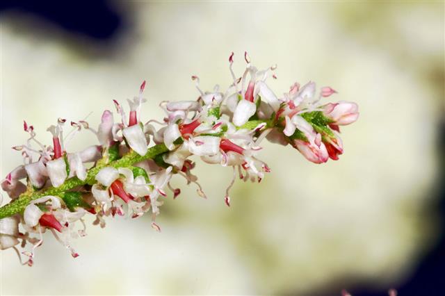 Tamarisk