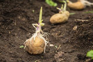 Planting Potatoes In The Ground