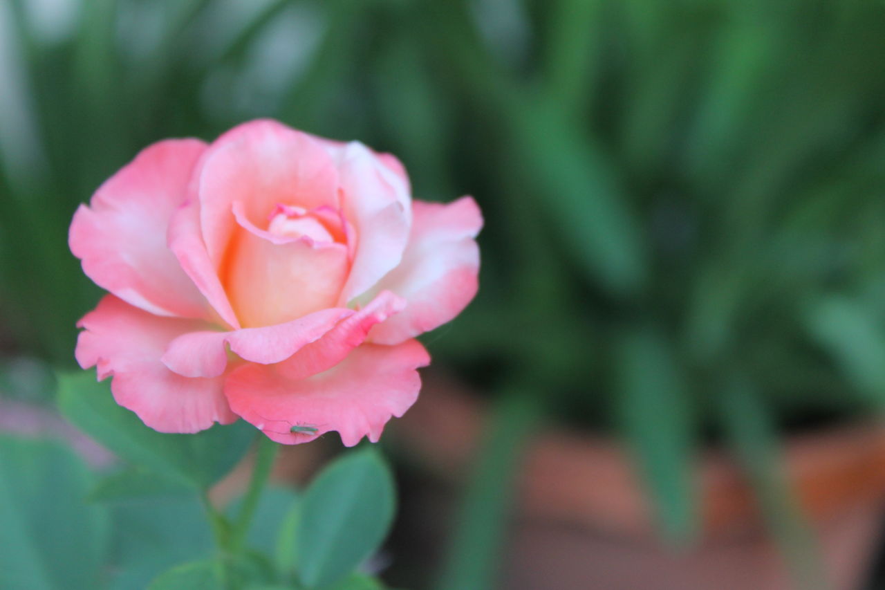 Pink Rose