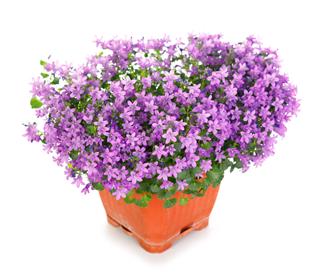 Lobelia Flower In Pot