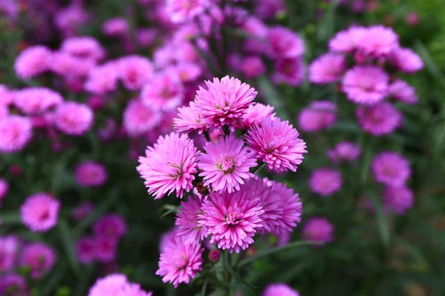Aster In Sunlight