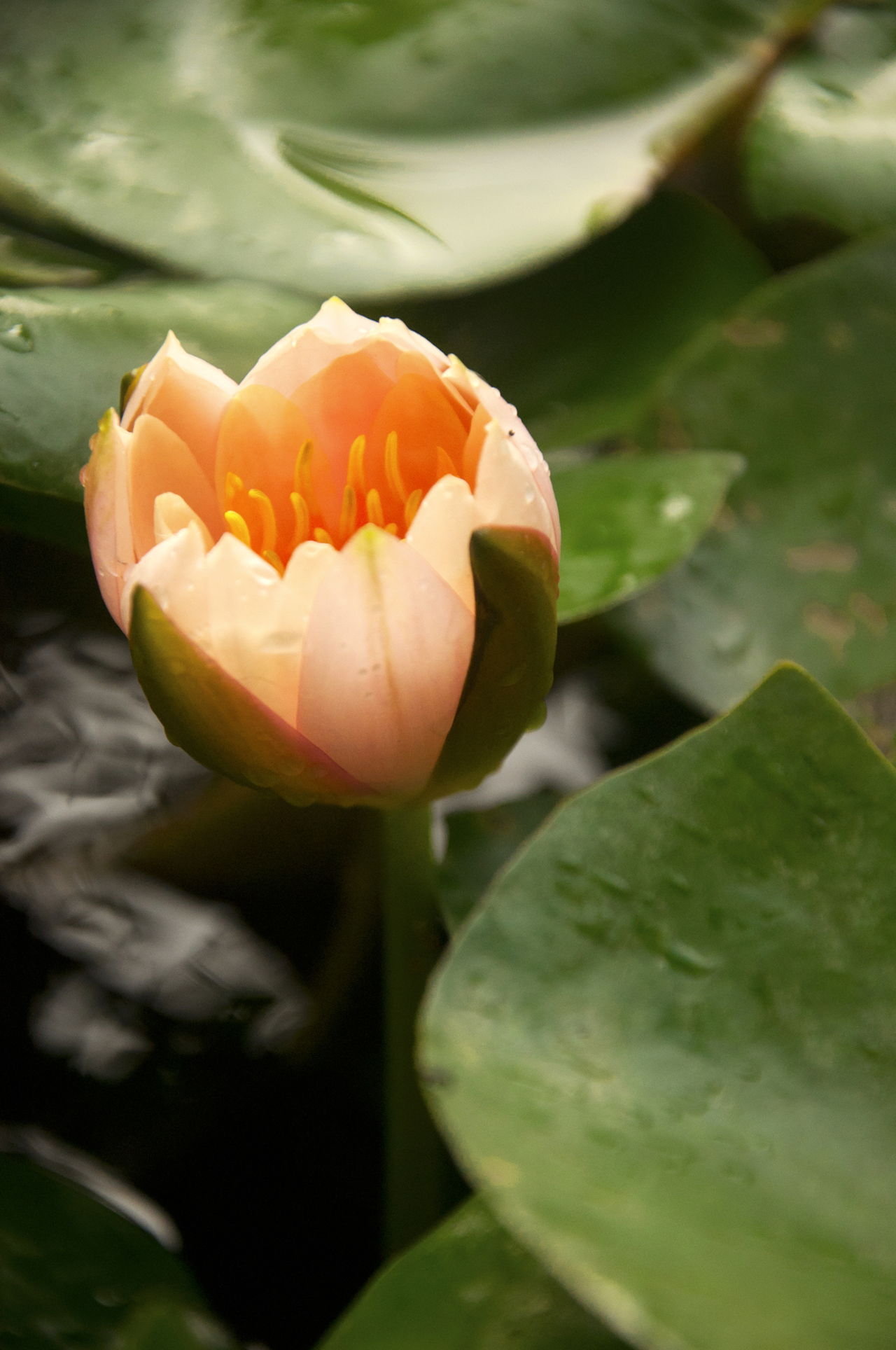 Closeup Of Blossom Orange Lotus Flower