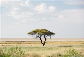 Acacia Tree in Etosha, Namibia
