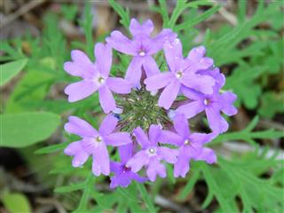 Verbena