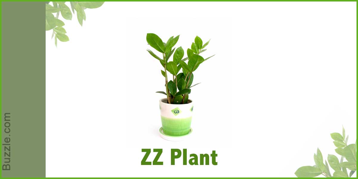 Zamioculcas