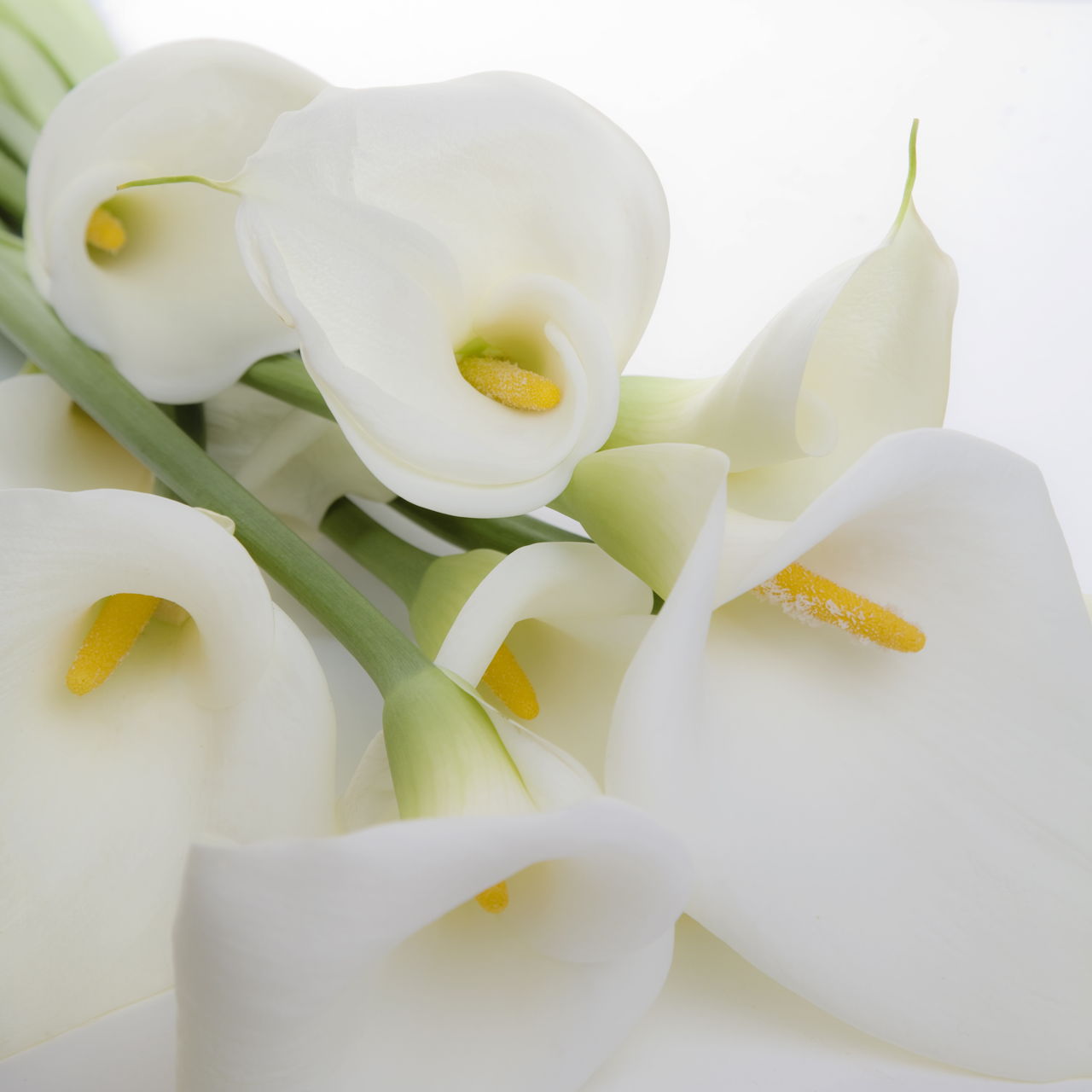 Calla Lily Bouquet