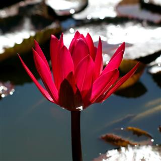 Lotus Flower