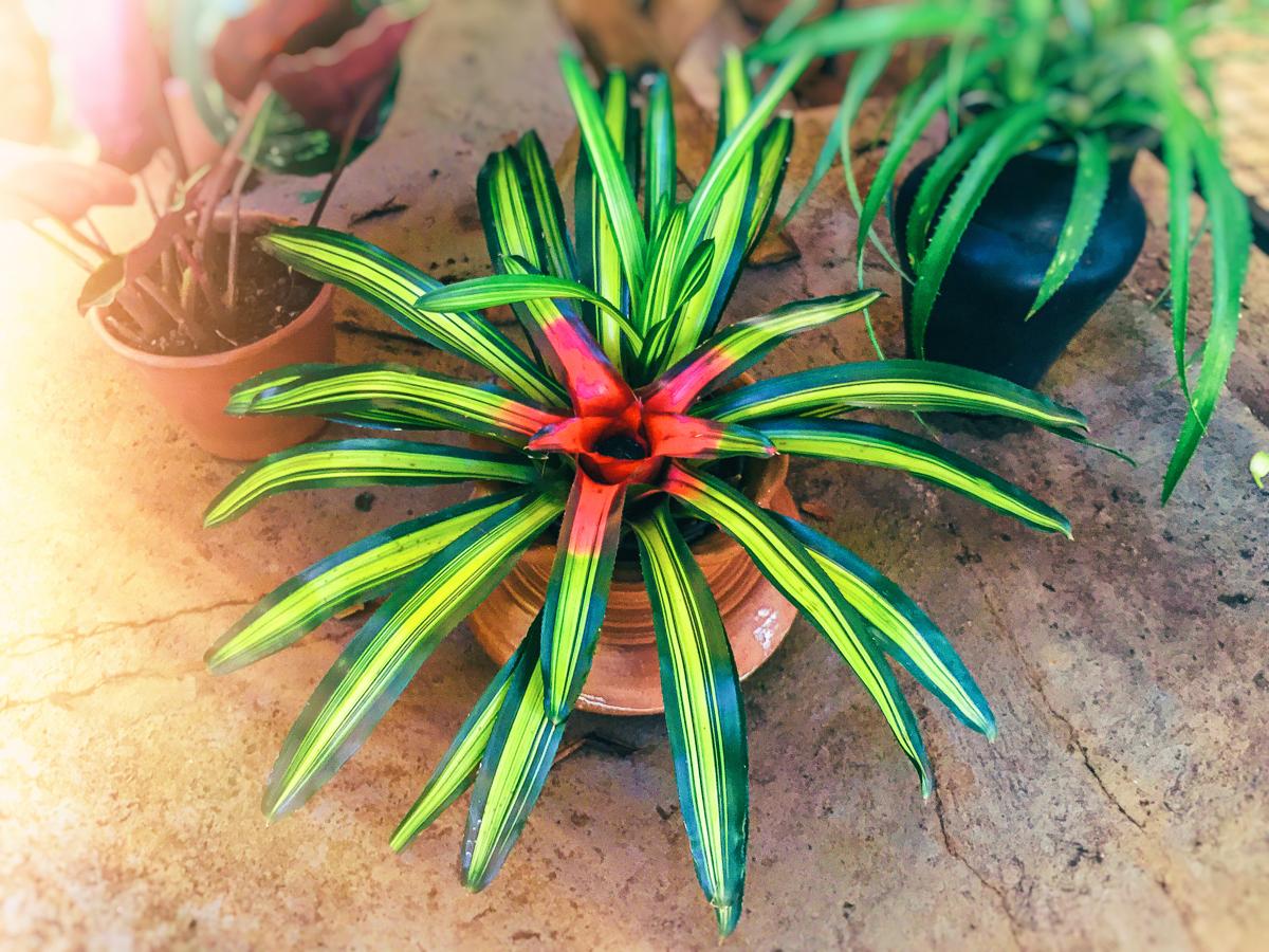 Green and Red Bromeliad