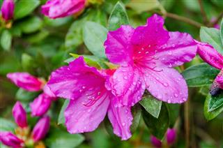 Purple Azaleas