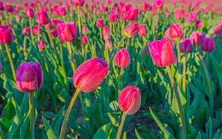 Field With Tulips At Sunrise