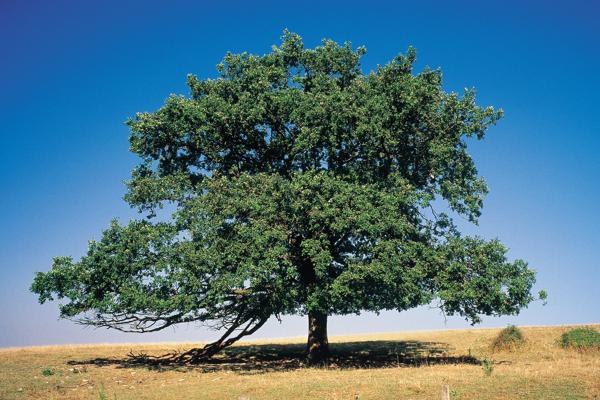 sawtooth oak