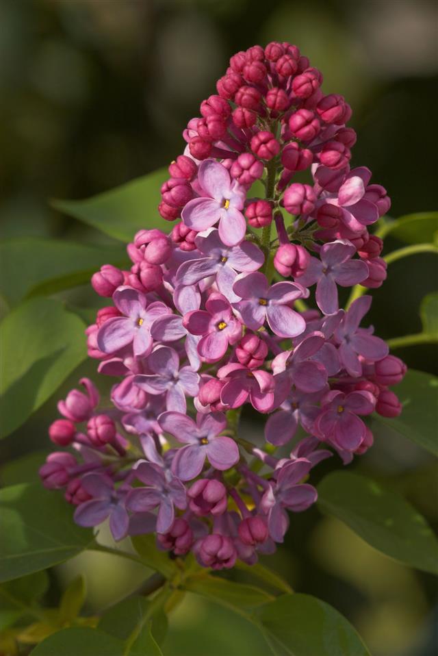 Purple Lilac