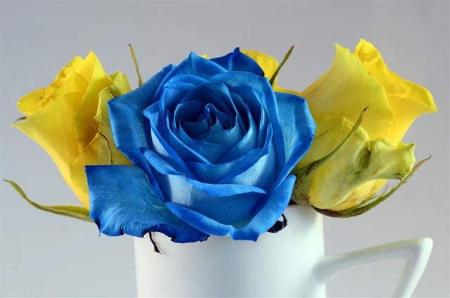 Blue Rose And Yellow Roses