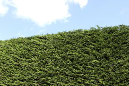 Best Hedges to Plant - Leyland Cypress