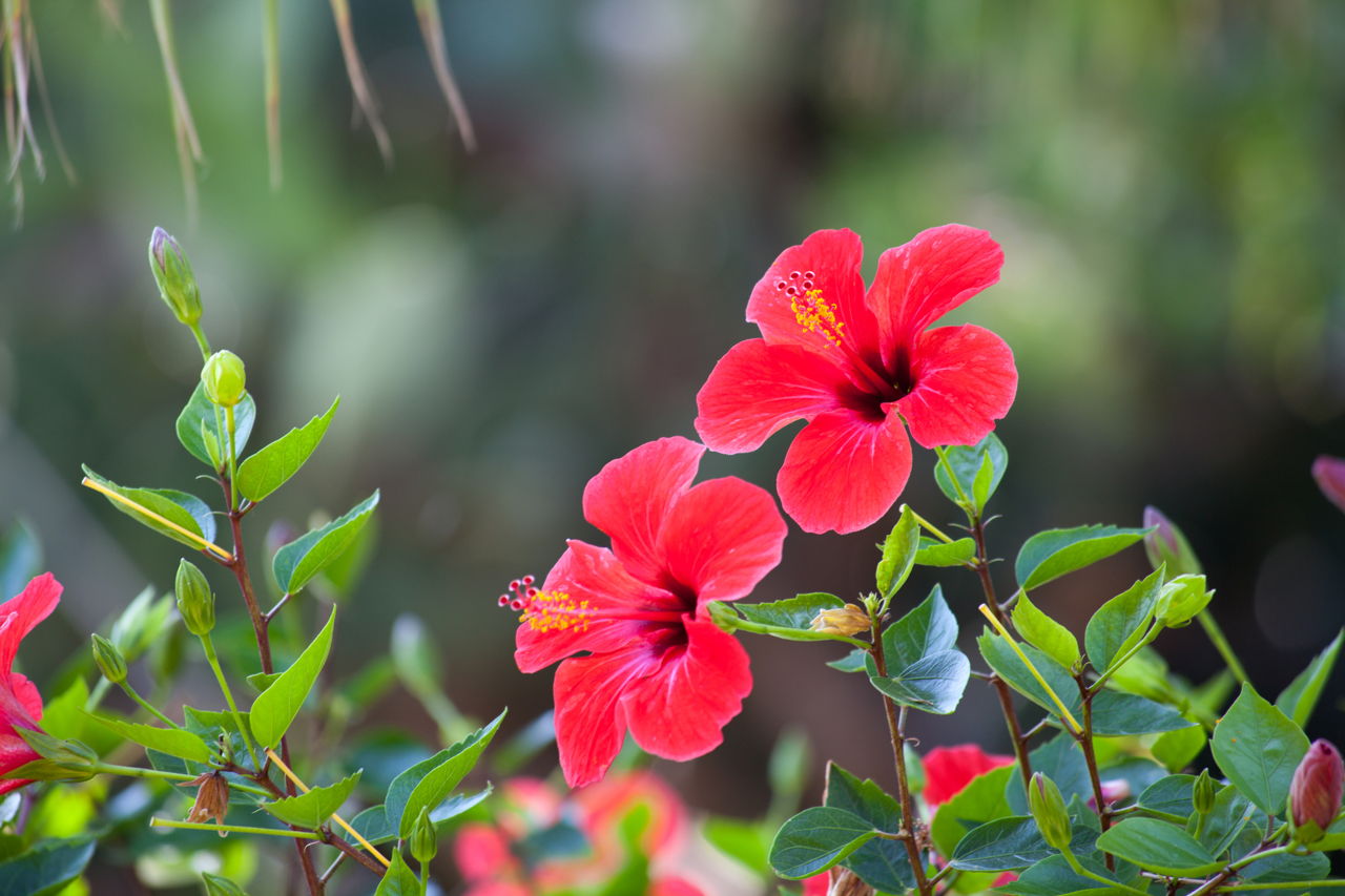 Red Hibiscus Flower