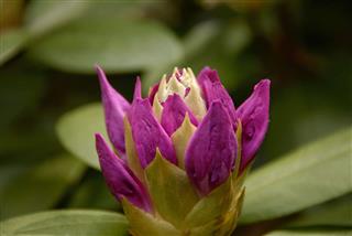 Rhododendron Bud