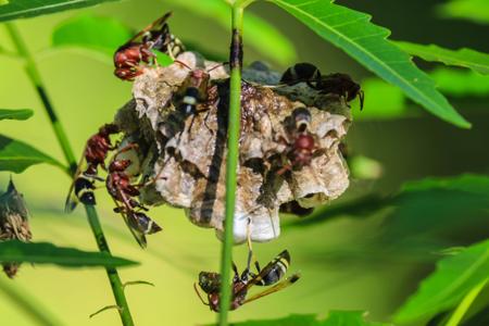 Wasp nest