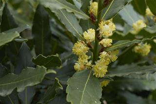 Laurus Nobilis
