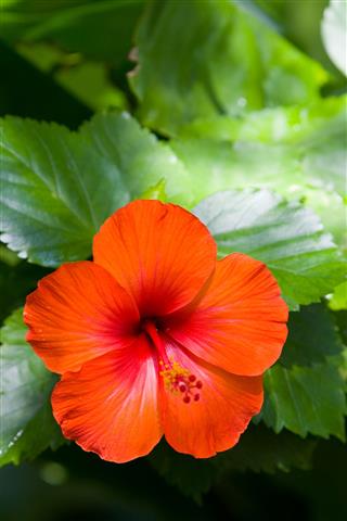Hibiscus Flower